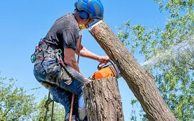 A Day in the Life of a Tree Service Pro: Climb High, Help High