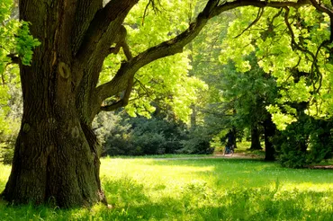Stump Grinding vs. Removal: Choosing the Right Option for Your Yard