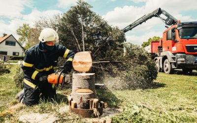 The Vitality of Your Verdure: Why Tree Trimming Matters and How to Do It Right