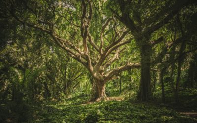 Identifying Hazardous Trees: A Guide for Homeowners